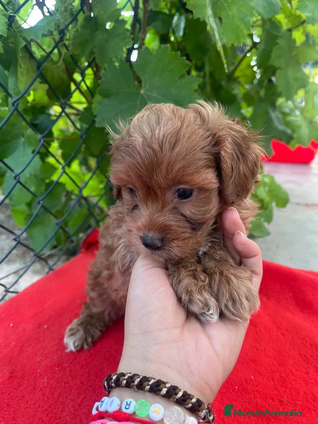Maltipoo perros en venta: PRECIOSO MACHO - Anuncio 2