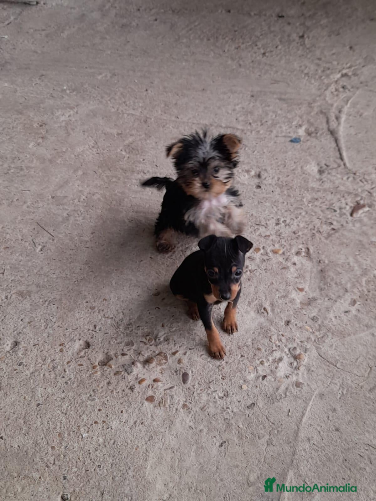 Yorkshire Terrier perros en venta: Yorkshire toy - Anuncio 9