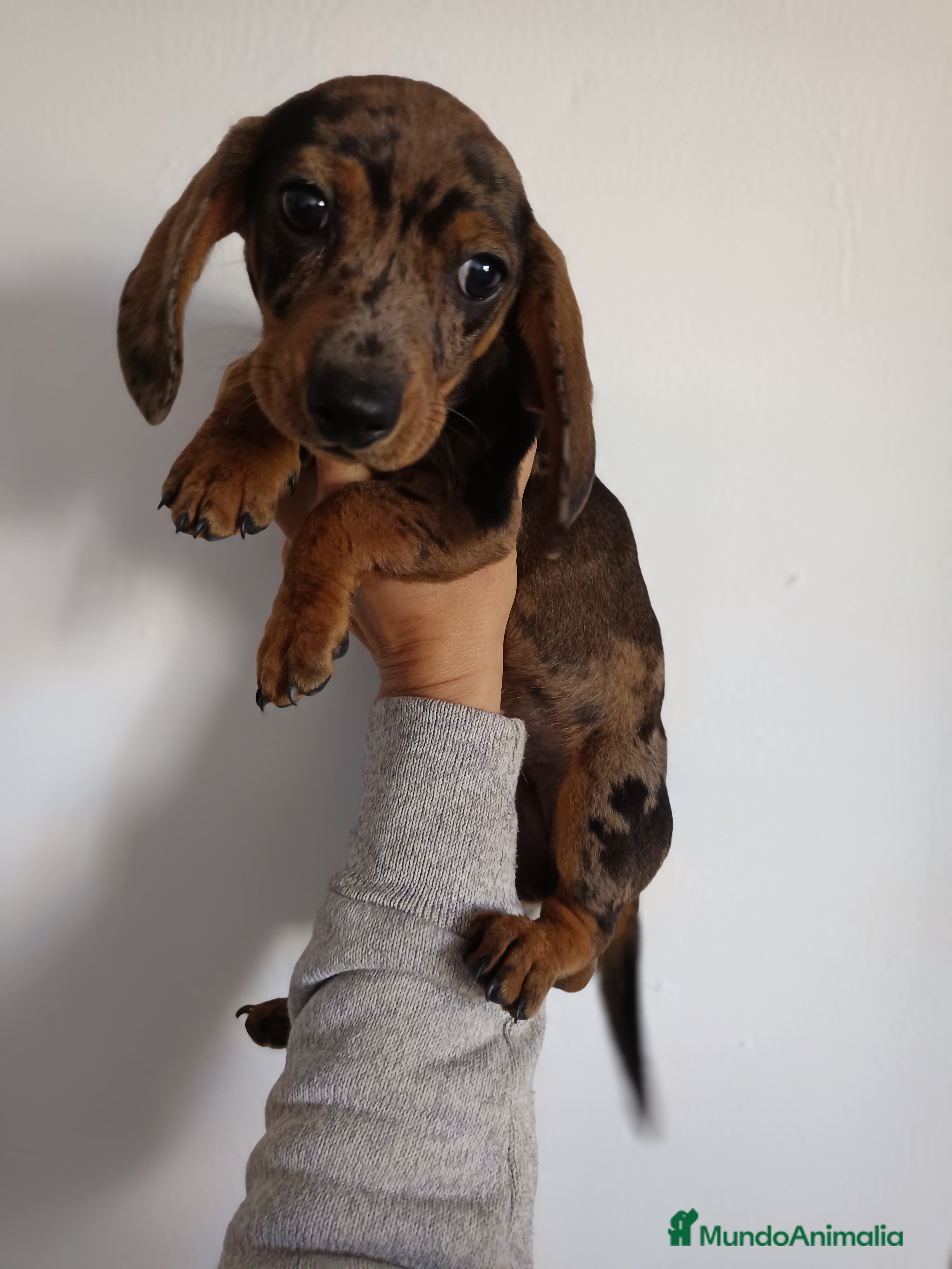 Teckel Miniatura perros Teckel canichen en Badajoz - Anuncio 2