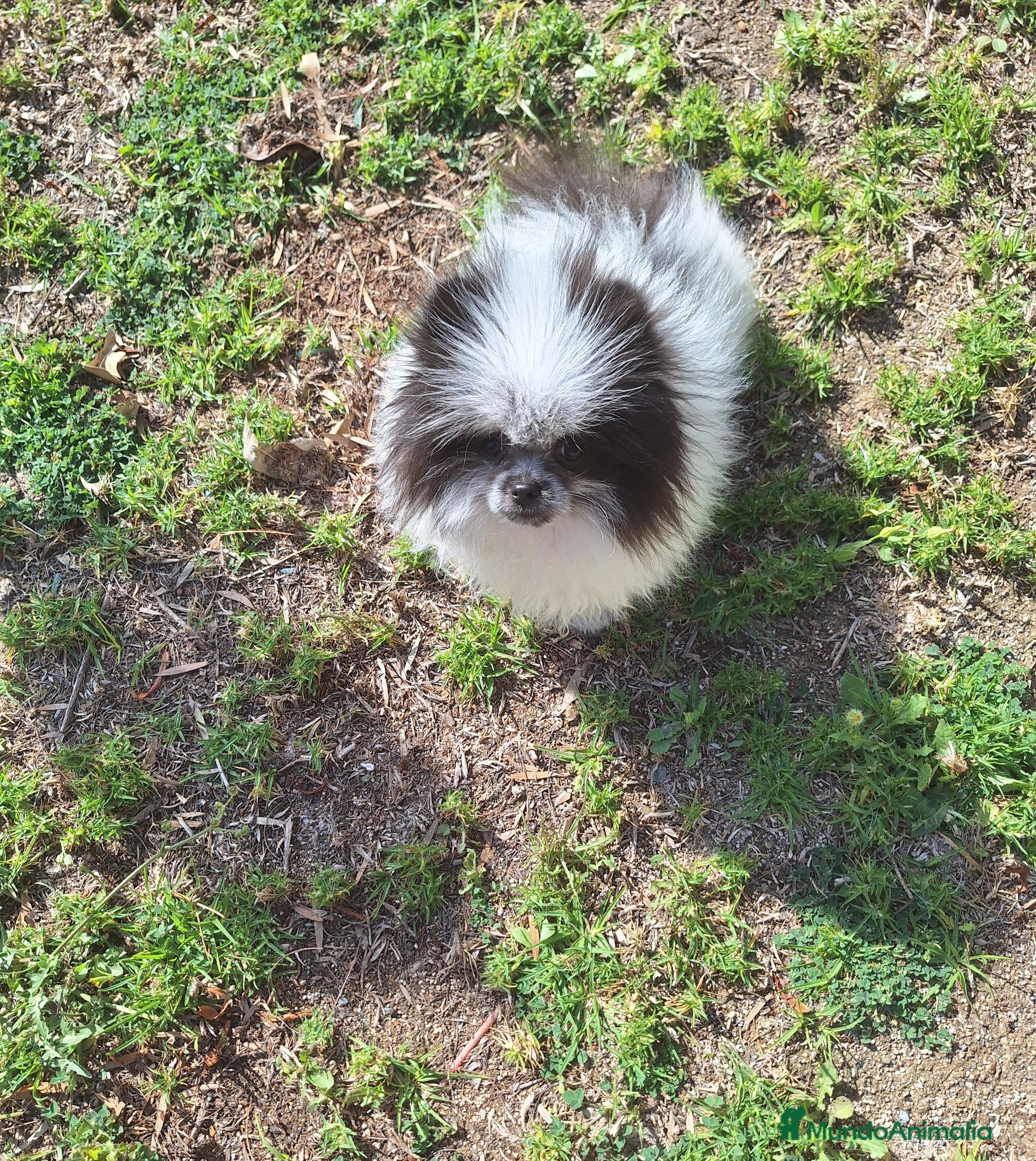 Pomerania perros Excelente machito pomerania. - Anuncio 15