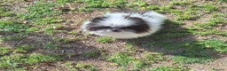 Pomerania perros en venta: Excelente machito pomerania. - Anuncio 2