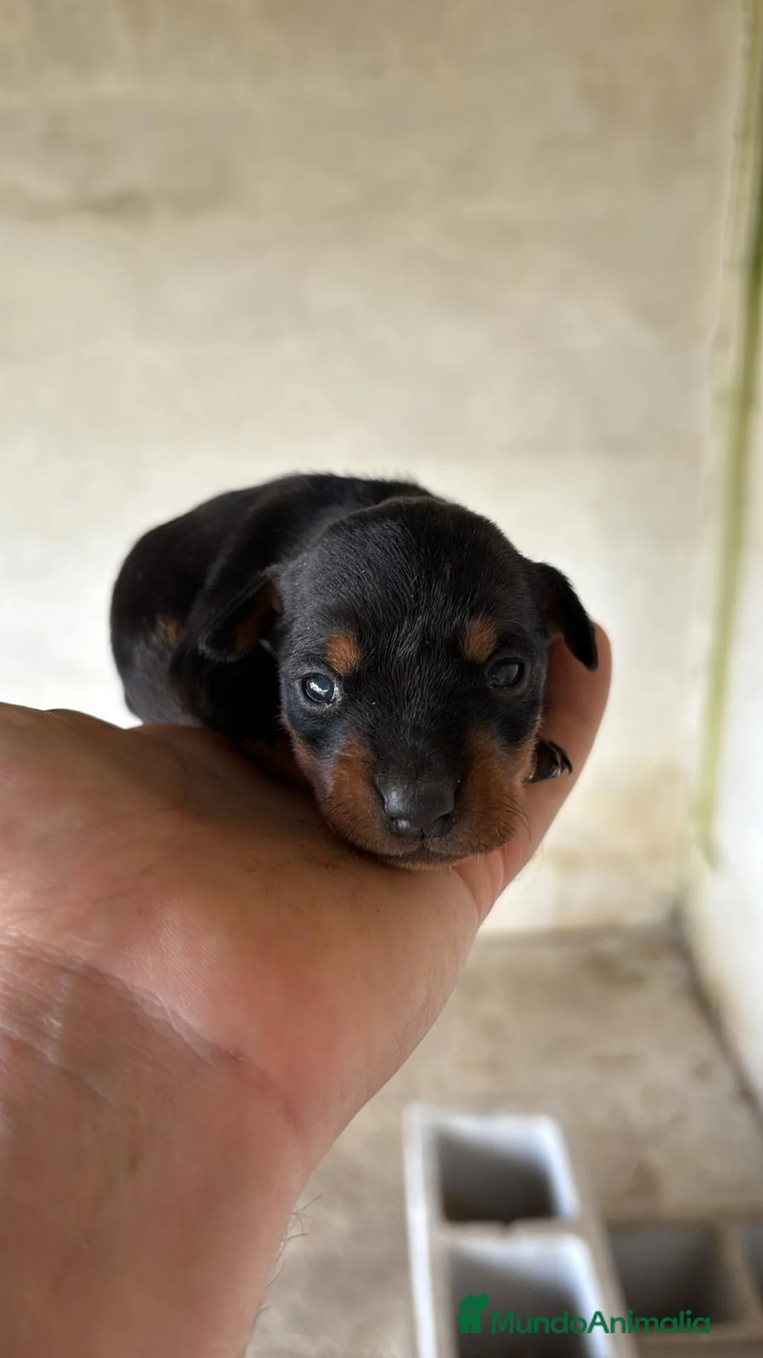 Pinscher Miniatura perros en venta: Pinscher disponibles para reservar en Sevilla - Anuncio 2