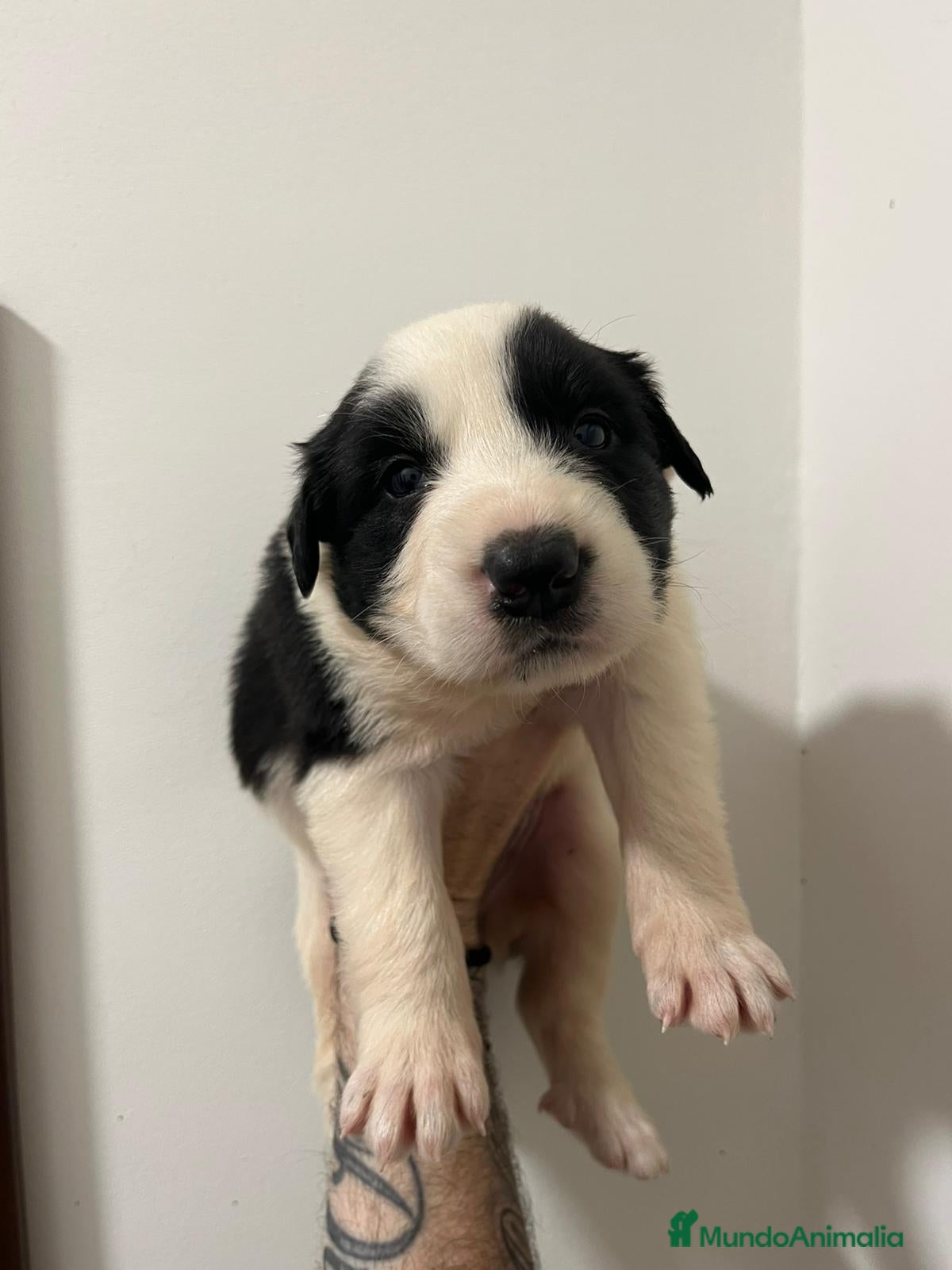 Border Collie perros en venta: Boeder collie  - Anuncio 4