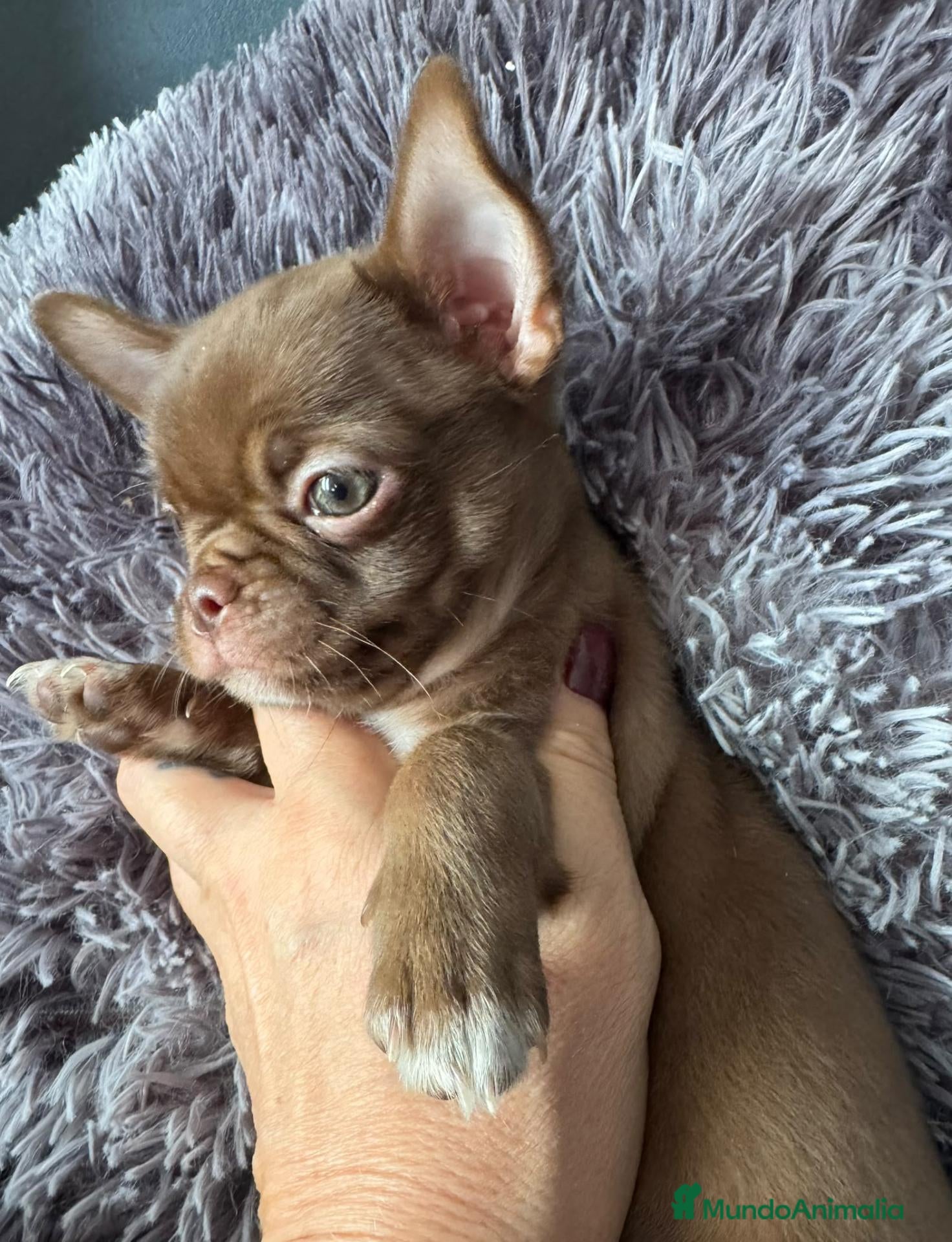 Chihuahua perros Chihuahua chocolate 🍫  - Anuncio 1