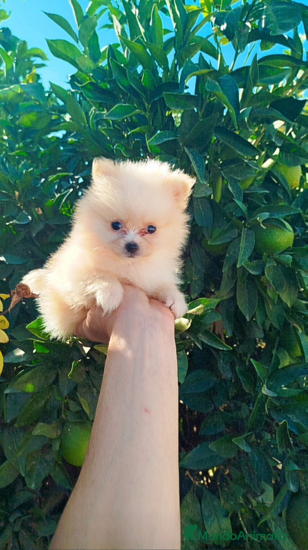 Pomerania perros en venta: Lulú de pomerania toy  - Imagen 3