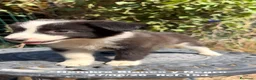 Border Collie perros en venta: BORDER COLLIE DE VILLA BIZNAGA - Anuncio 7