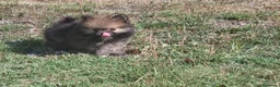 Pomerania perros en venta: Lulú de pomerania - Anuncio 5