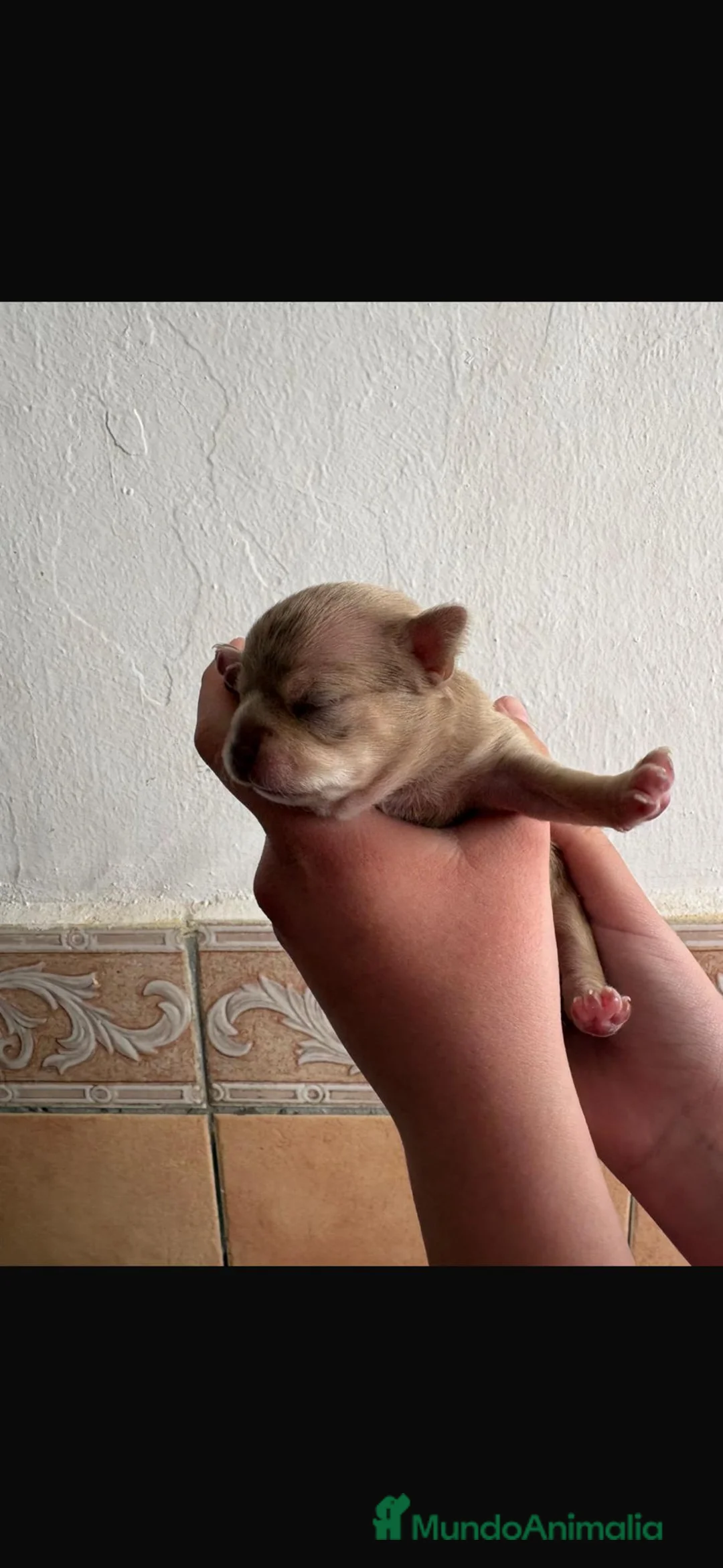Chihuahua perros en venta: Chihuahuas en Murcia - Anuncio 2