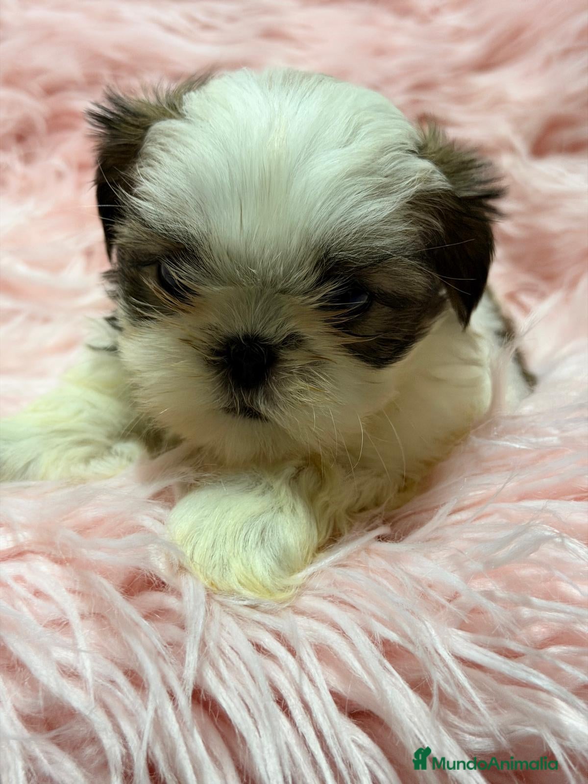 Shih Tzu perros SHIH TZU HEMBRA DISPONIBLE - Anuncio 1