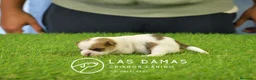 Chihuahua perros en venta: Chihuahuas disponibles - Anuncio 7
