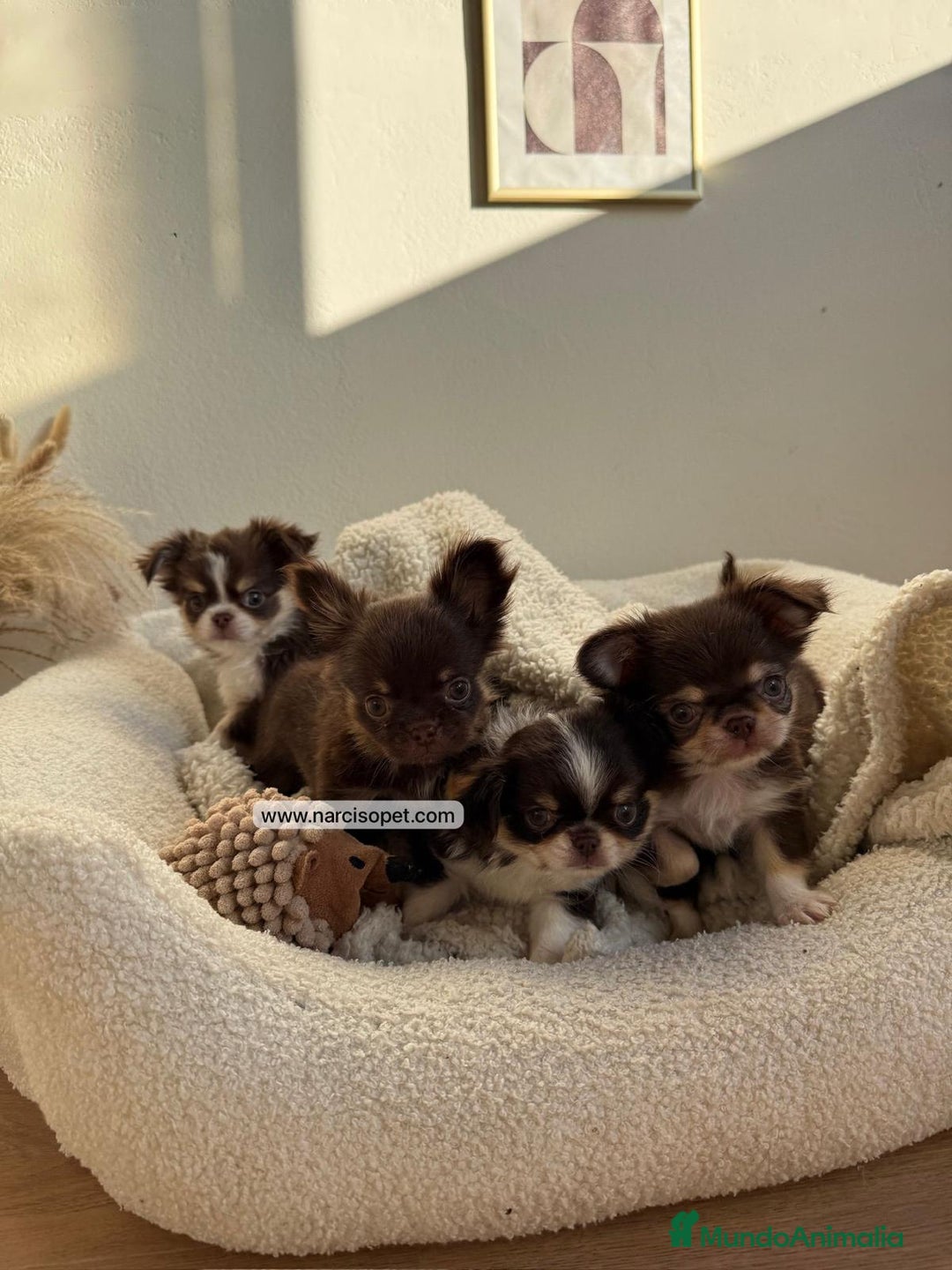 Chihuahua perros en venta: CACHORRO CHIHUAHUA PELO LARGO - Anuncio 3