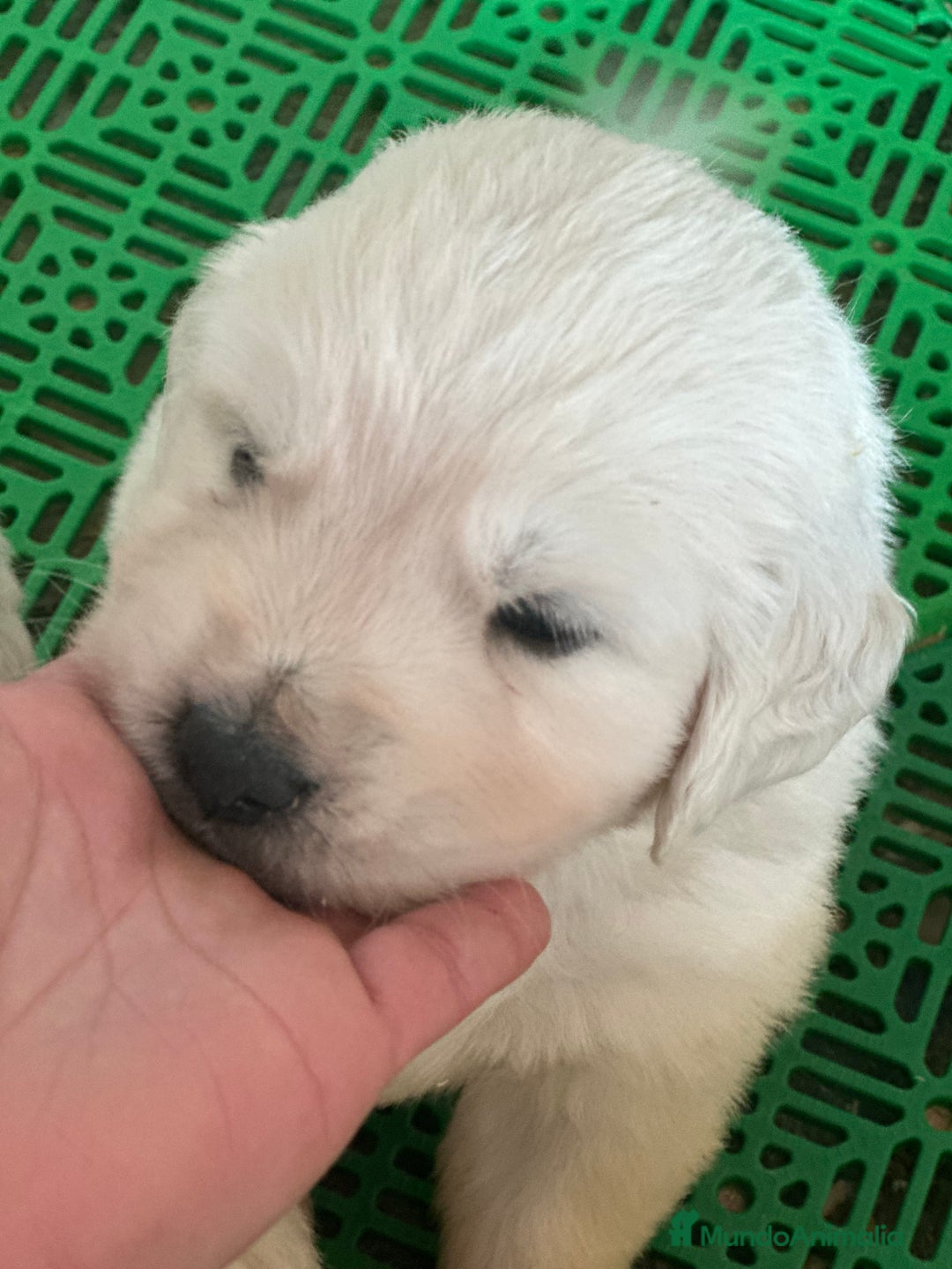 Golden Retriever perros en venta: GOLDEN RETRIEVER NACIONAL  en Barcelona - Imagen 2