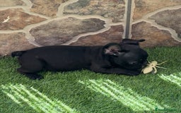 Bulldog Francés perros en venta: Bulldog francés hembra  - Imagen 2