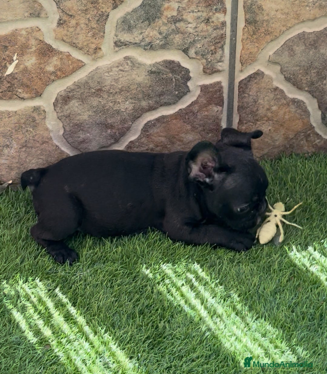 Bulldog Francés perros en venta: Bulldog francés hembra  - Imagen 2