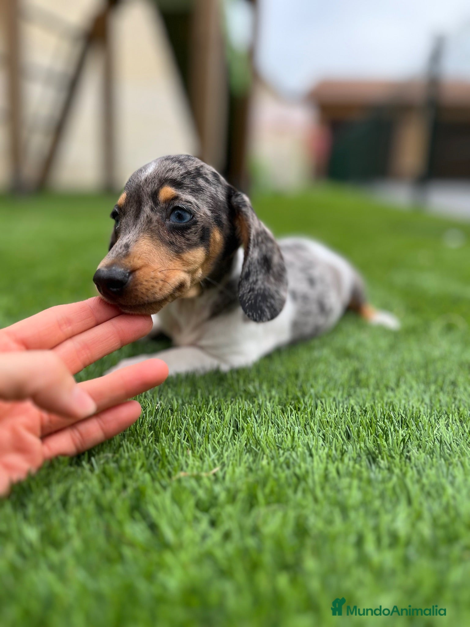 Teckel Miniatura perros Teckel  - Anuncio 1