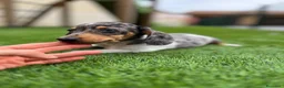 Teckel Miniatura perros en venta: Teckel  - Anuncio 1