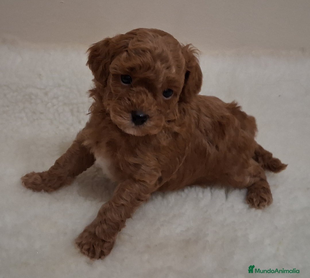 Caniche Toy perros en venta: Cachorros caniche toy rojos - Anuncio 4