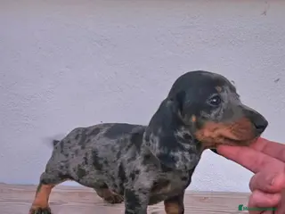 Teckel perros Teckel cachorros - Anuncio 1