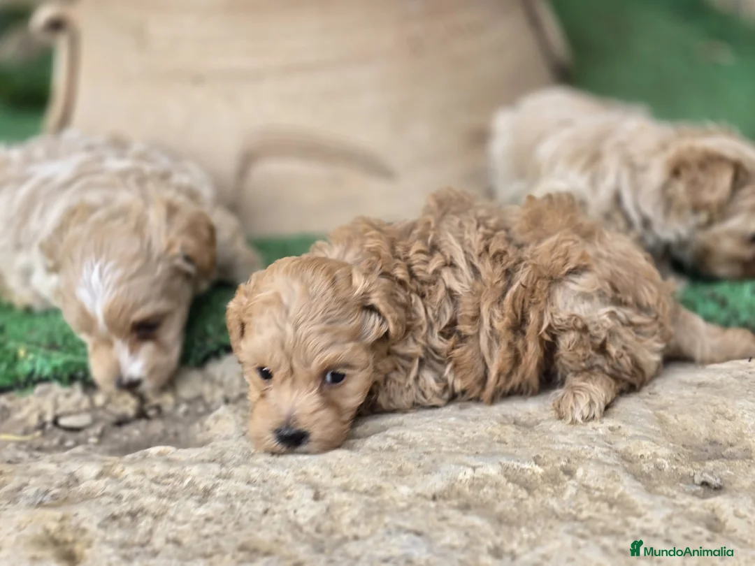 Maltipoo perros en venta: Machos de maltipoo macionales - Anuncio 1