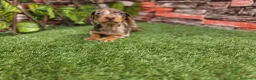 Teckel Miniatura perros en venta: TECKEL KANNINCHEN & MINIATURA ARLEQUIN - Anuncio 2