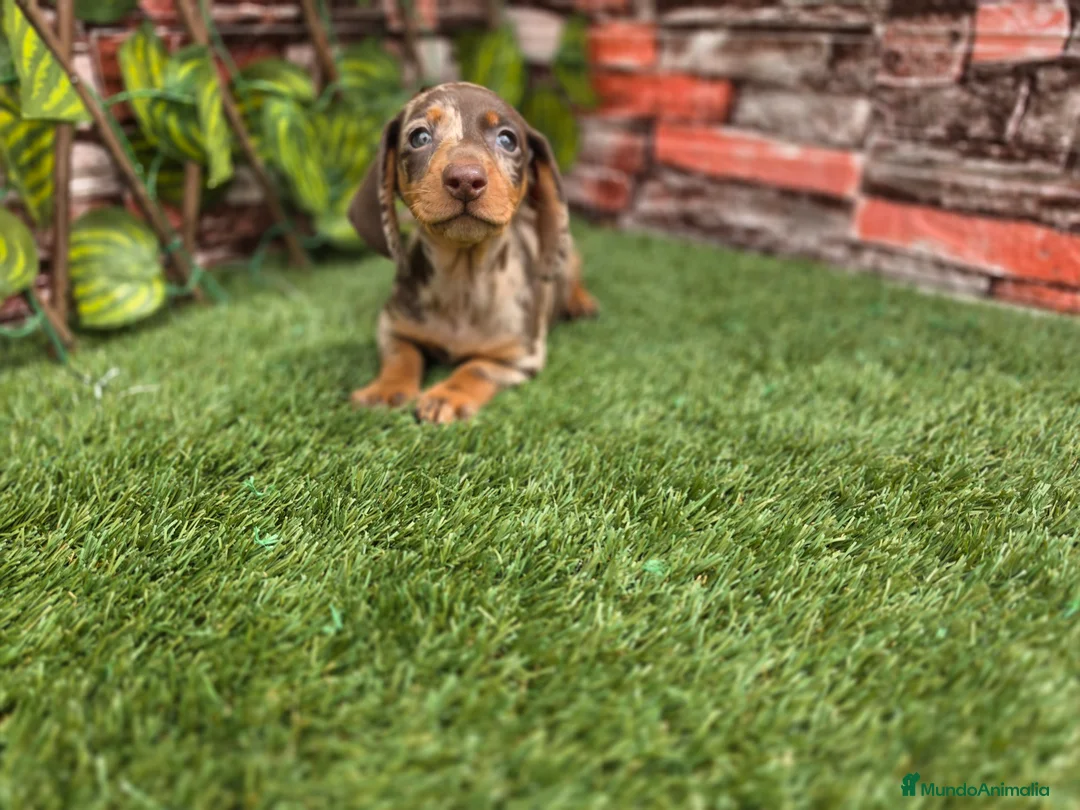 Teckel Miniatura perros en venta: TECKEL KANNINCHEN & MINIATURA ARLEQUIN - Anuncio 2