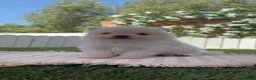 Pomerania perros en venta: POMERANIA  - Anuncio 4