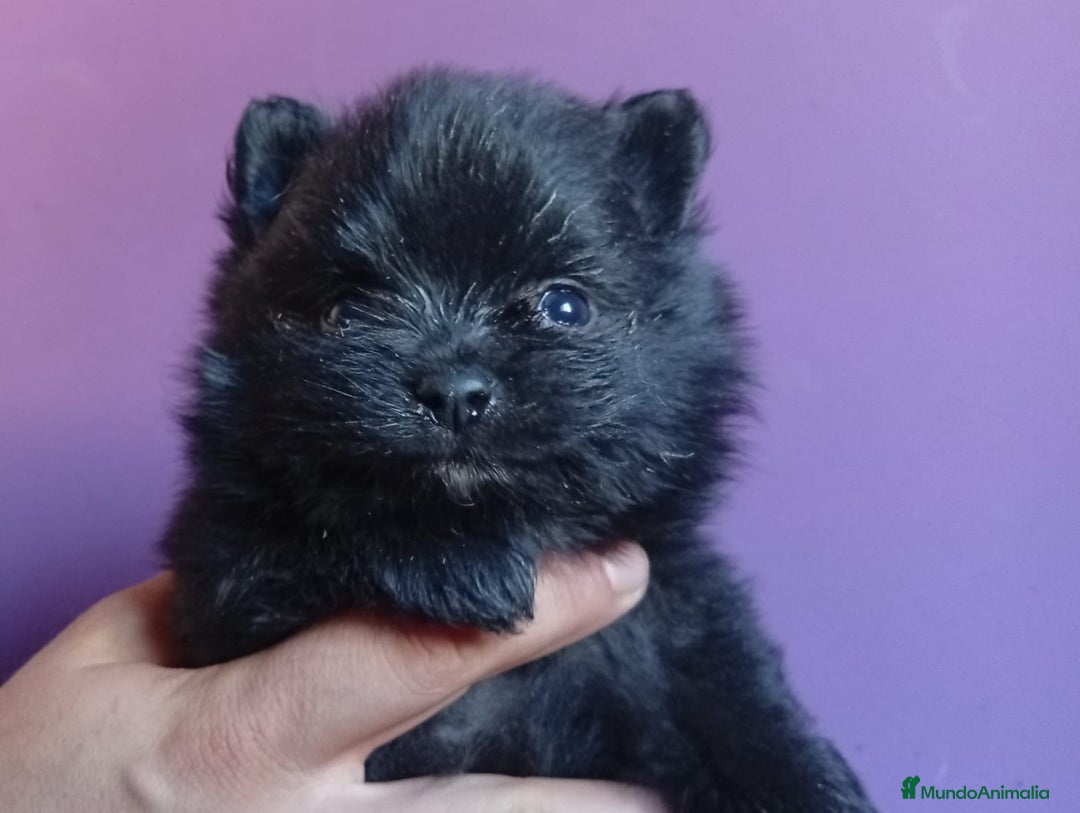 Pomerania perros en venta: Pomerania  - Imagen 3