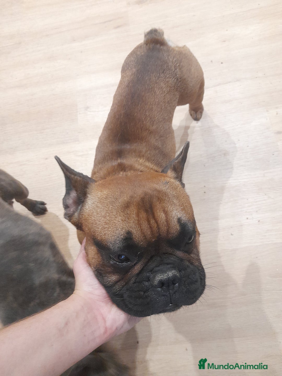 Bulldog Francés perros en venta: Camada de Bulldog Francés - Imagen 9