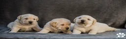 Labrador Retriever perros en venta: Cachorros de labrador retrievers amarillos - Anuncio 6