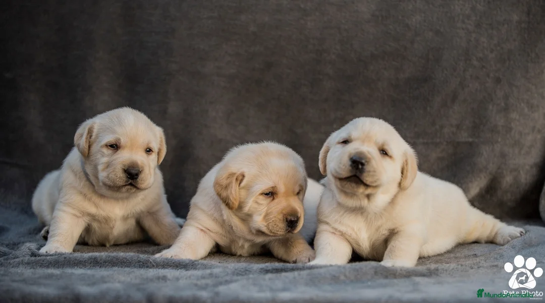 Labrador Retriever perros en venta: Cachorros de labrador retrievers amarillos - Anuncio 6