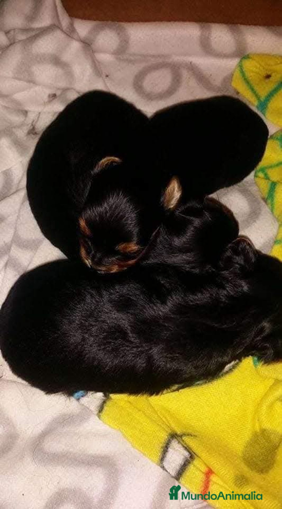 Yorkshire Terrier perros en venta: Camada yorkshire terrier - Anuncio 5