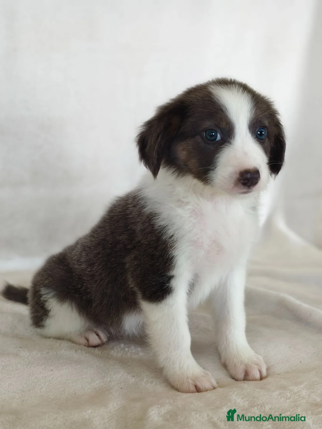 Border Collie perros en venta: BORDER COLLIE - Anuncio 5