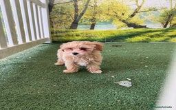Maltipoo perros en venta: Último maltipoo macho - Imagen 3