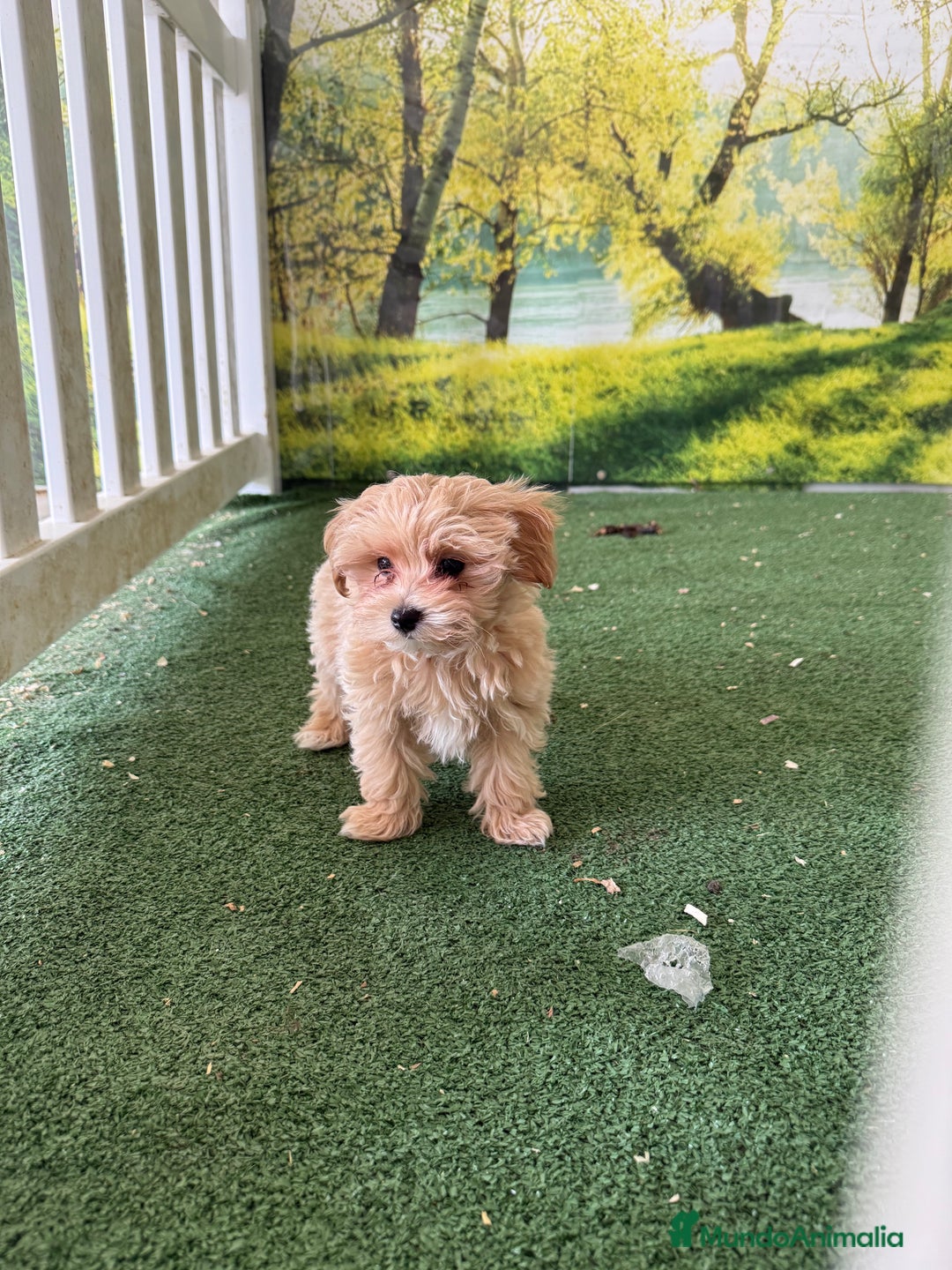 Maltipoo perros en venta: Último maltipoo macho - Imagen 3
