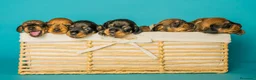 Teckel perros en venta: Camada de Teckel Pelo Duro - Anuncio 2
