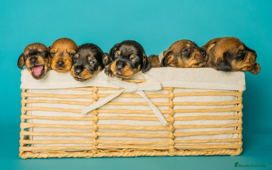 Teckel perros en venta: Camada de Teckel Pelo Duro - Anuncio 2