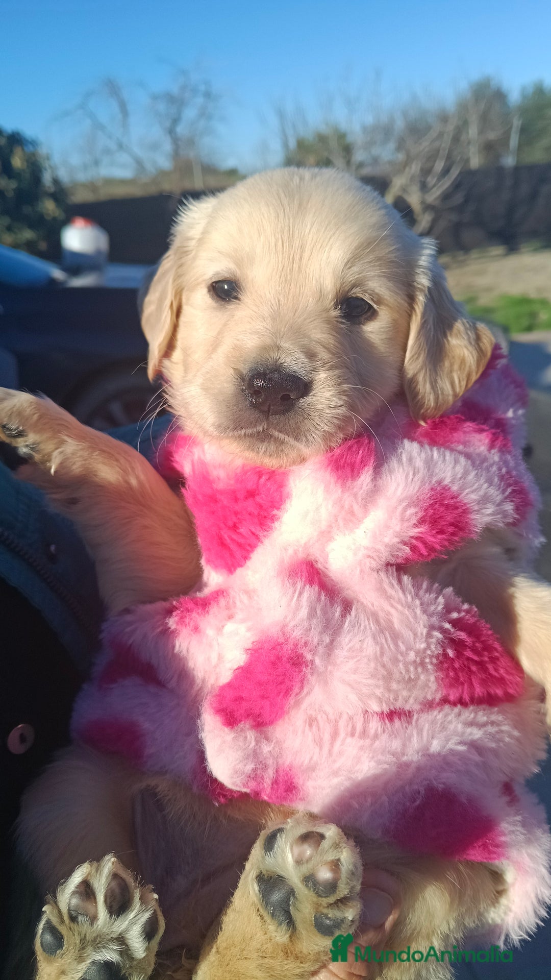 Golden Retriever perros en venta: Hembra de golden retriever  - Anuncio 7