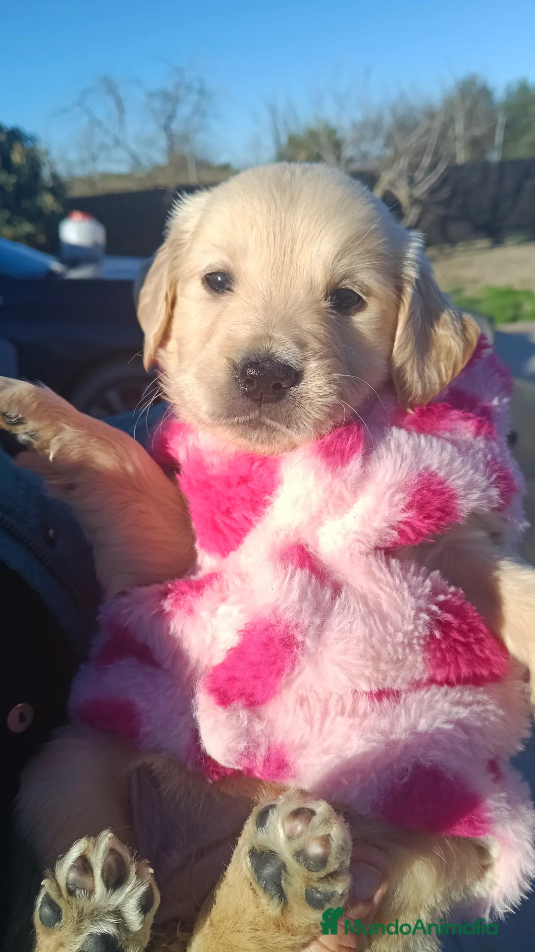 Golden Retriever perros en venta: Hembra de golden retriever  - Anuncio 7