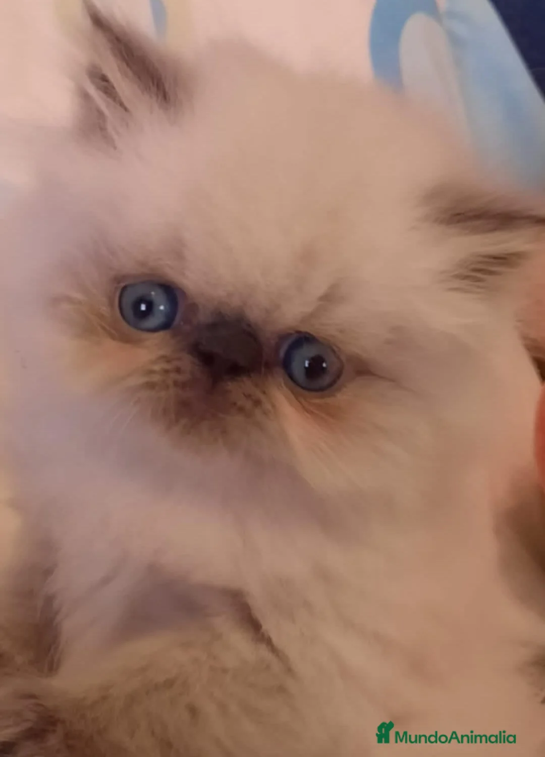 Exótico de Pelo Largo gatos en venta: 🧡🐱 GATOS PERSAS TRICOLOR 🌸💗 en Granada - Anuncio 6