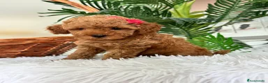 Caniche Toy 1