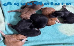 Shiba Inu perros en venta: Camada Shiba Inu de Mar y Silvio AQUANATURA - Imagen 3