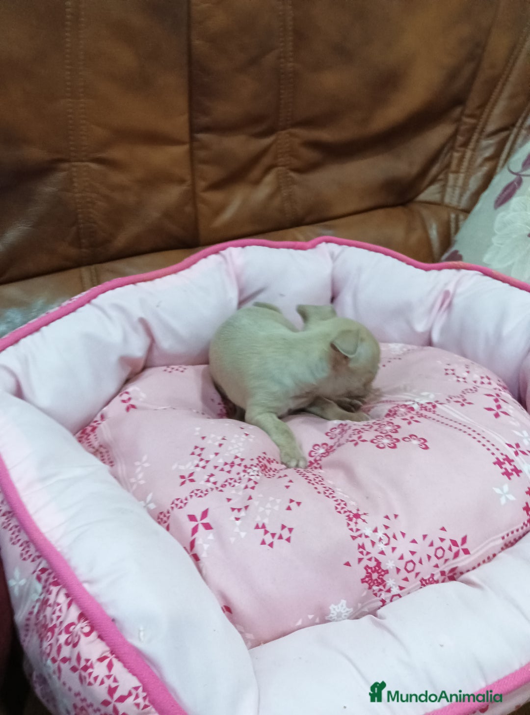 Chihuahua perros en venta: CHIHUAHUA TOY  - Anuncio 5