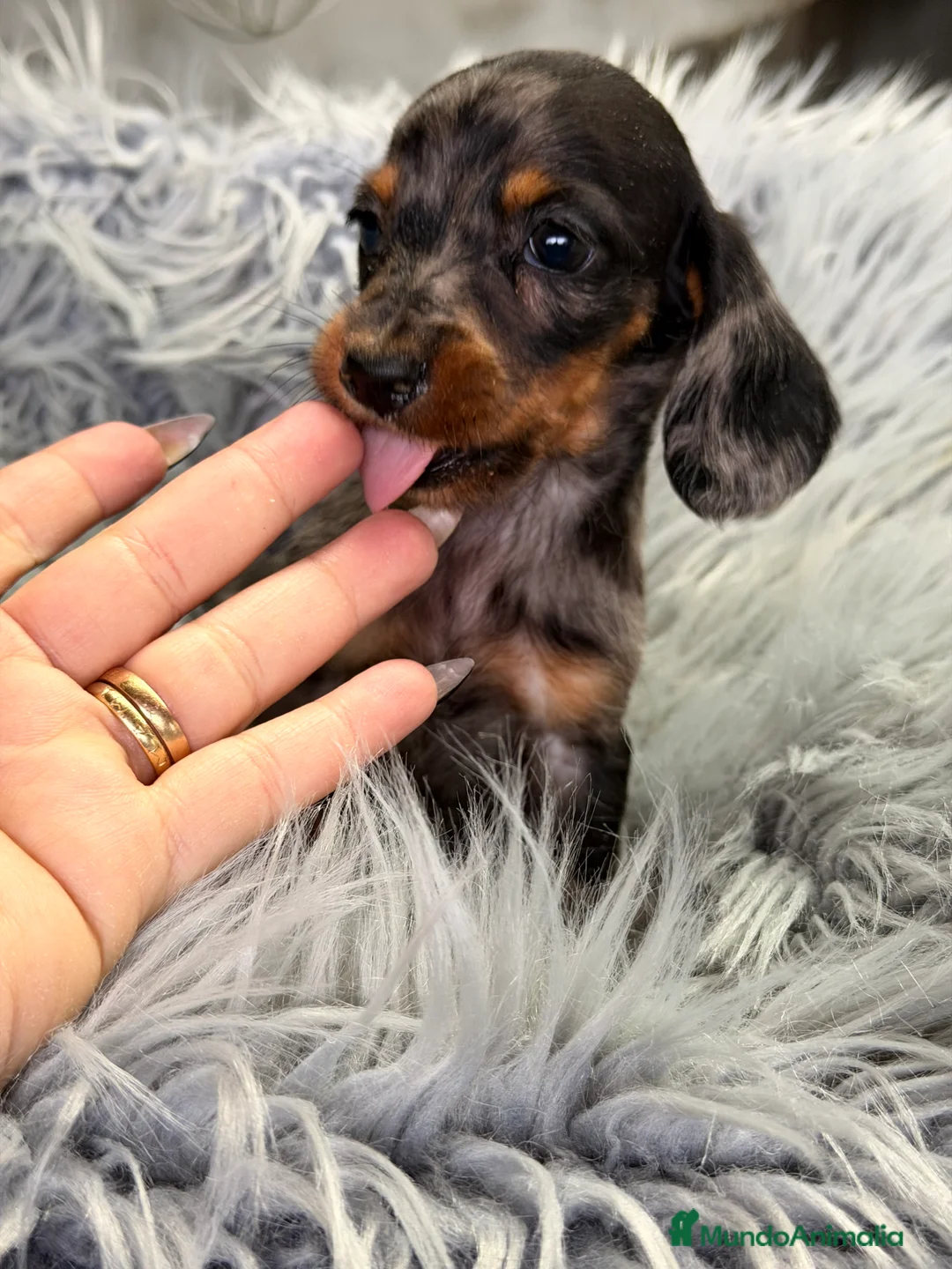 Teckel Miniatura perros en venta: Teckel Arlequin Kaninchen  - Anuncio 2