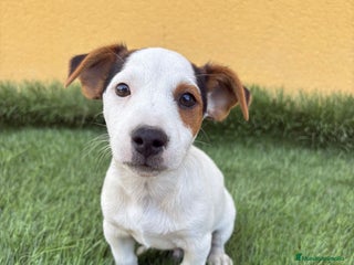 Jack Russell Terrier perros - Anuncio 2