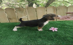 Beagle perros en venta: Beagle - Imagen 2