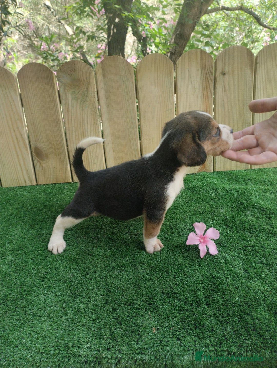 Beagle perros en venta: Beagle - Imagen 2