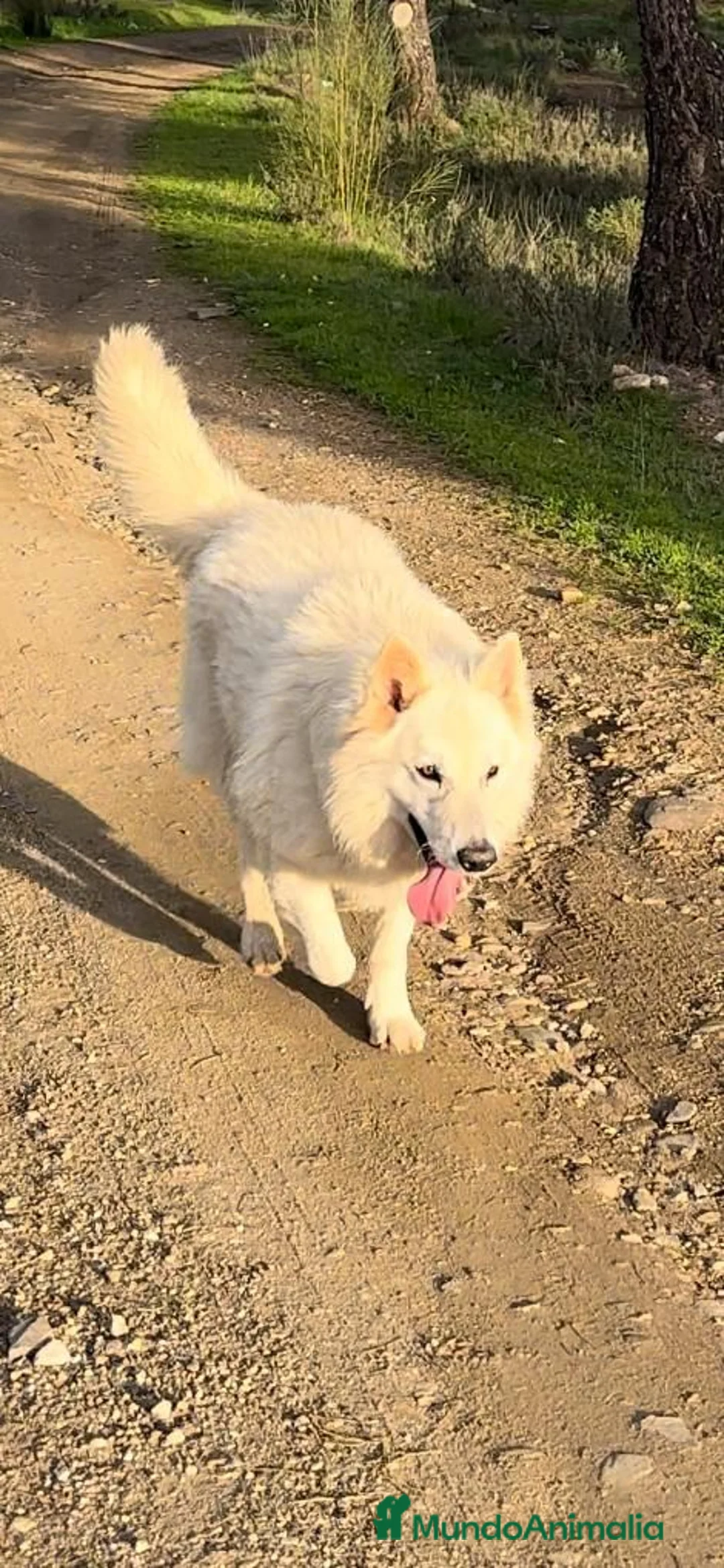 Pastor Blanco Suizo perros en venta: Pastor suizo - Anuncio 1