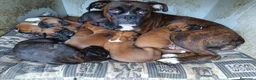 Boxer perros en venta: Último macho de boxer  - Anuncio 2