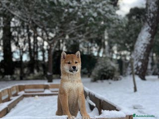 Shiba Inu perros Shiba inus hembra 5 meses - Anuncio 1