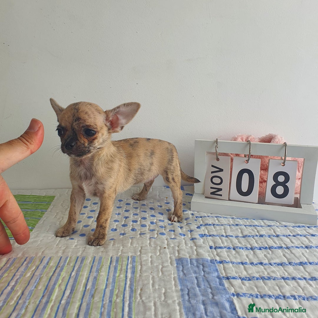 Chihuahua perros en venta: Chihuahua toy - Imagen 4